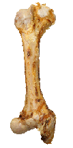 Pro Jumboknochen  (1 Stück)
